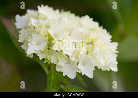 Ortensia Foto Stock