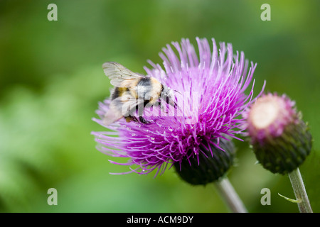 Bee pollinici sul prato Thistle Foto Stock