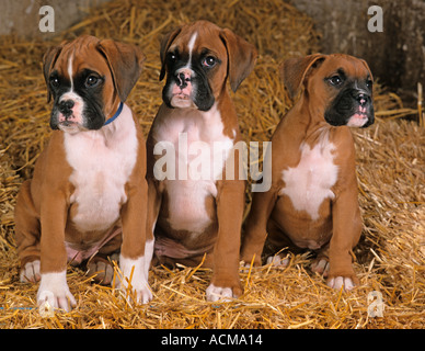 Tre Boxer cuccioli di cane Foto Stock
