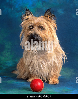 Cairn Terrier cane Foto Stock
