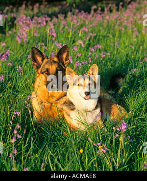 Welsh Corgi e pastore tedesco cane Foto Stock