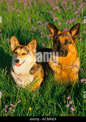 Welsh Corgi e pastore tedesco cane Foto Stock