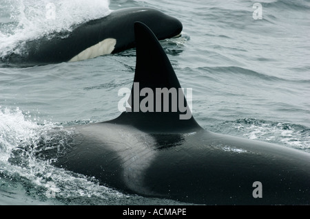 Balena Killer (Orcinus orca) Baia di Monterey in California Foto Stock