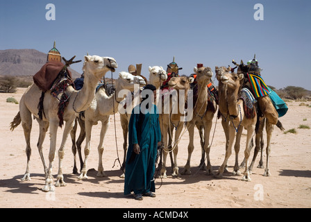 Un uomo Tuareg raduna il suo cavallo cammelli nel deserto vicino a Tamanrasset Sahara algerino Foto Stock