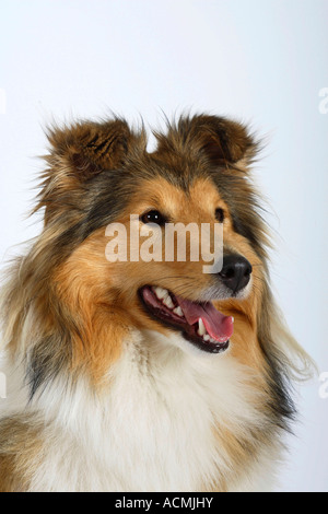 Sheltie Shetland Sheepdog Foto Stock