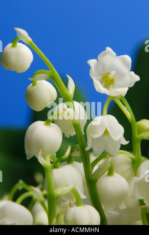 Il giglio della valle di fiori bianchi convallaria majalis Foto Stock