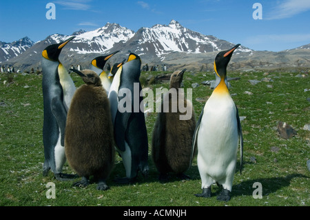 Pinguino reale (Aptenodytes patagonicus) adulti e soffice pulcini, Isola Georgia del Sud, Antartide Foto Stock