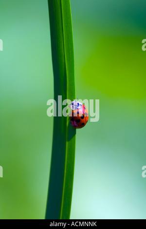 Harlequin ladybird harmonia axyridis sulla levetta di erba Foto Stock