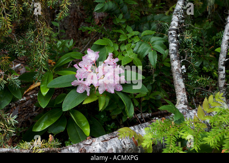 Wild Rododendro - Rhododendron macrophyllum in Oregon Cascades Foto Stock