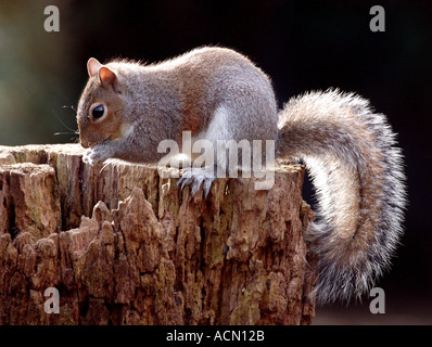 Lo scoiattolo cespuglioso roditore codato Sciurus Caroliniensis Foto Stock