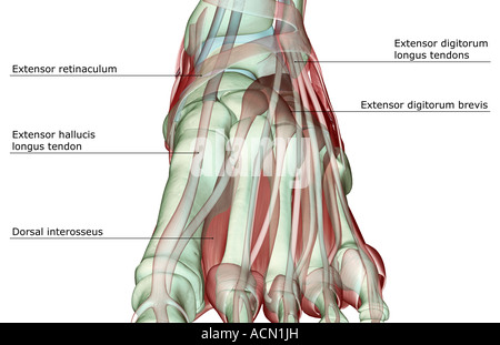 Il musculoskeleton del piede Foto Stock
