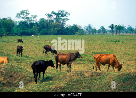 Le mucche al pascolo del bestiame nei pressi di El Relleno Izabal Dipartimento Guatemala Foto Stock