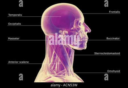 I muscoli della testa e del collo Foto Stock