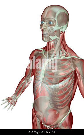 Il musculoskeleton dell'arto superiore Foto Stock