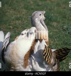 BIRD BUSTARD grande Foto Stock