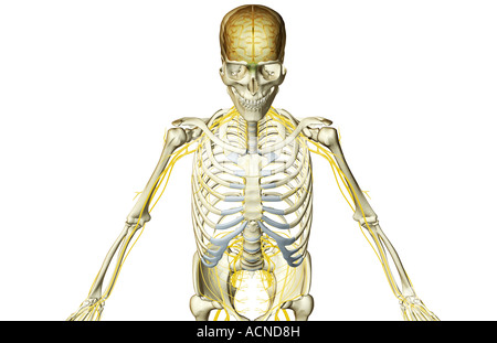 L'alimentazione del nervo della parte superiore della scocca Foto Stock
