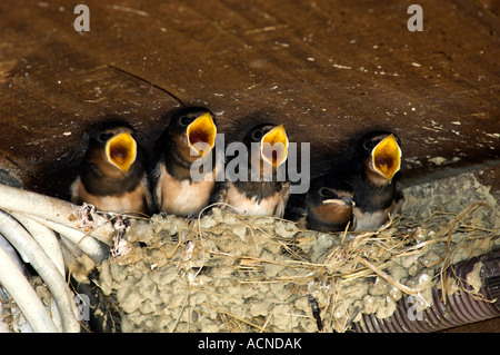 Francia sud-ovest Baby rondini in attesa di essere alimentate nel proprio nido sulla veranda della casa francese rostri aperto Foto Stock
