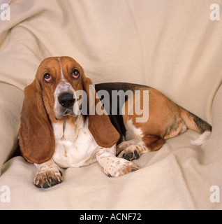 Ritratto di Basset Hound in ambiente domestico Foto Stock