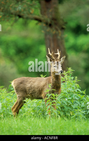 Il capriolo - in piedi sul prato / Foto Stock