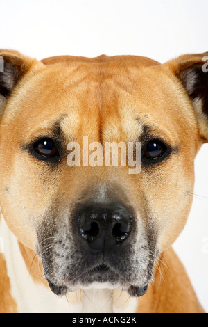 American Staffordshire Terrier Foto Stock