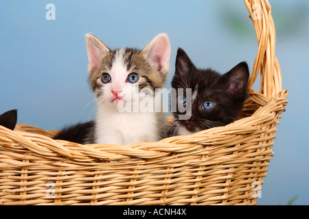 I gatti domestici gattini nel cesto Foto Stock