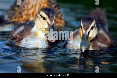 Due piccoli anatroccoli Foto Stock