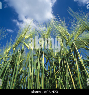 Guardando verso l'alto le orecchie di sei rown orzo contro un Cielo di estate blu Foto Stock