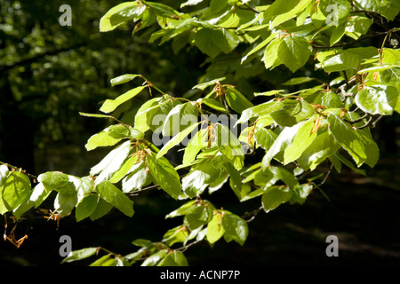 Foglie di faggio in primavera Foto Stock