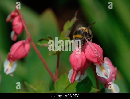 Un Ape su un sanguinamento Fiore del Cuore,in un ambiente da giardino. Foto Stock