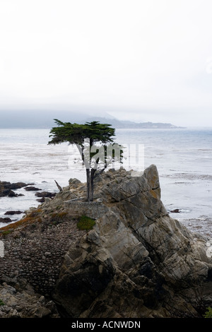 'Il Lone Cypress' è un famoso punto di riferimento nella spiaggia ghiaiosa Foto Stock