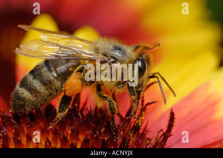 Honeybee (Apis mellifera) alimentazione su un fiore Foto Stock