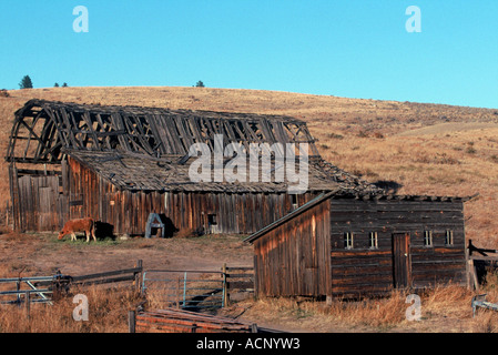 La Contea di Okanogan, vecchio fienile Foto Stock