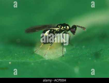 Parassitoide vespa Diglyphus isaea ovipositing in una larva di fogliame all'interno di una galleria di foglie Foto Stock