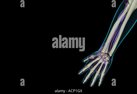 L'alimentazione di sangue dell'avambraccio Foto Stock