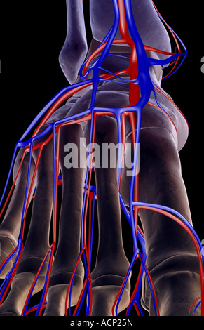 Il rifornimento di sangue del piede Foto Stock