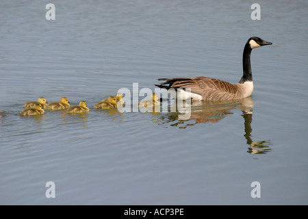 Gli uccelli del Nord America; Canada Goose, Branta canadensis Foto Stock