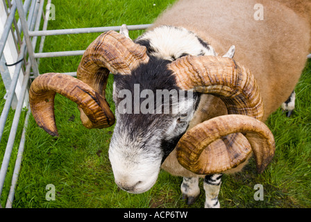 Unione di frontiera mostrano Kelso 2007 corni arricciata della ram Cheviot pochi giorni prima del focolaio di afta epizootica Foto Stock