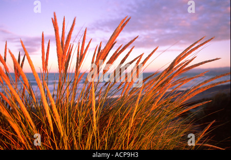 Erba sulla duna di sabbia al tramonto vicino a Christchurch Canterbury Isola del Sud della Nuova Zelanda Foto Stock