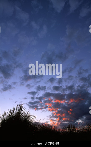 Grassy duna di sabbia al tramonto vicino a Christchurch Canterbury Isola del Sud della Nuova Zelanda Foto Stock