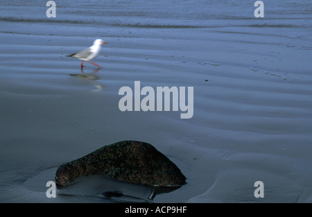 Pietra e Seagull sulla spiaggia vicino a Christchurch Canterbury Isola del Sud della Nuova Zelanda Foto Stock