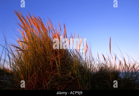 Grassy duna di sabbia al tramonto vicino a Christchurch Canterbury Isola del Sud della Nuova Zelanda Foto Stock