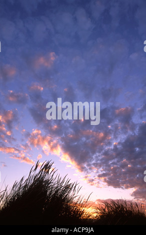 Grassy duna di sabbia al tramonto vicino a Christchurch Canterbury Isola del Sud della Nuova Zelanda Foto Stock