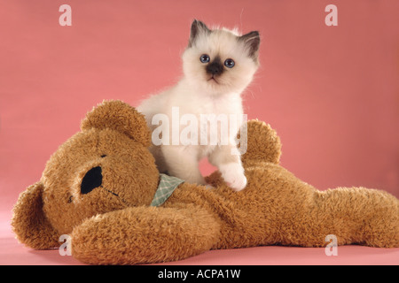 Gatti Sacri di Birmania - gattino su teddy Foto Stock