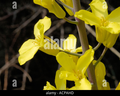 Cavolo selvatico, Brassica oleracea Foto Stock