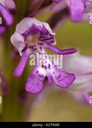 Orchidea militare, Orchis militaris Foto Stock