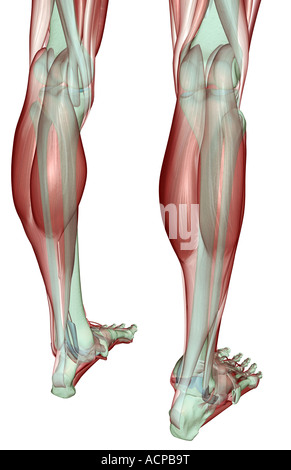 Il musculoskeleton delle gambe Foto Stock