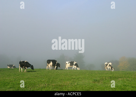 Vacche da latte nel campo di nebbia Foto Stock