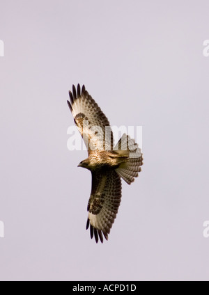 La poiana Buteo buteo, volteggiare mentre caccia preda Foto Stock