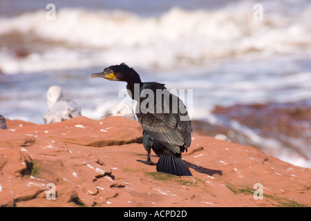 Cormorano sul piccolo occhio Hilbre isole nella Dee Estuary Phalacrocorax carbo Foto Stock