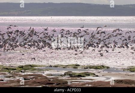 Trampolieri in volo vicino al piccolo occhio Hilbre Island nella Dee estuario Foto Stock